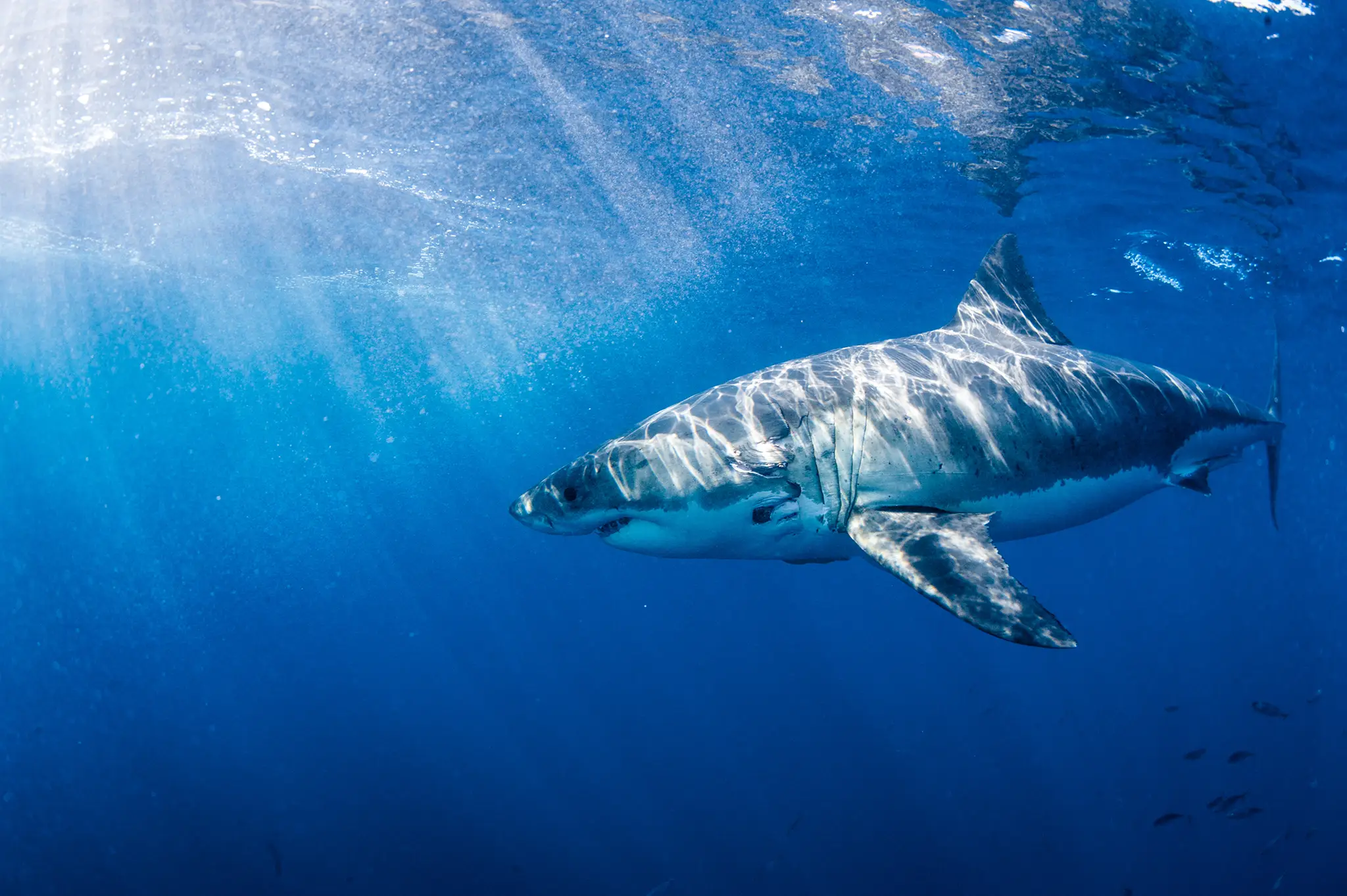 GreatWhite1 kopia