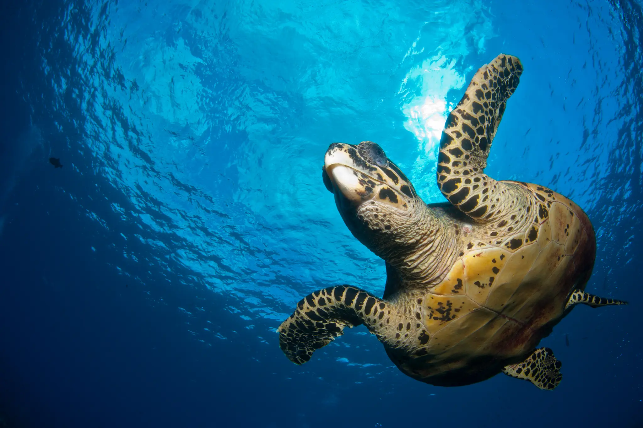 Turtle1 kopia